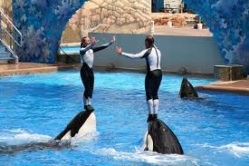 USA wiat Oceanu (Sea World), obz jzyka angielskiego w Nowym Jorku